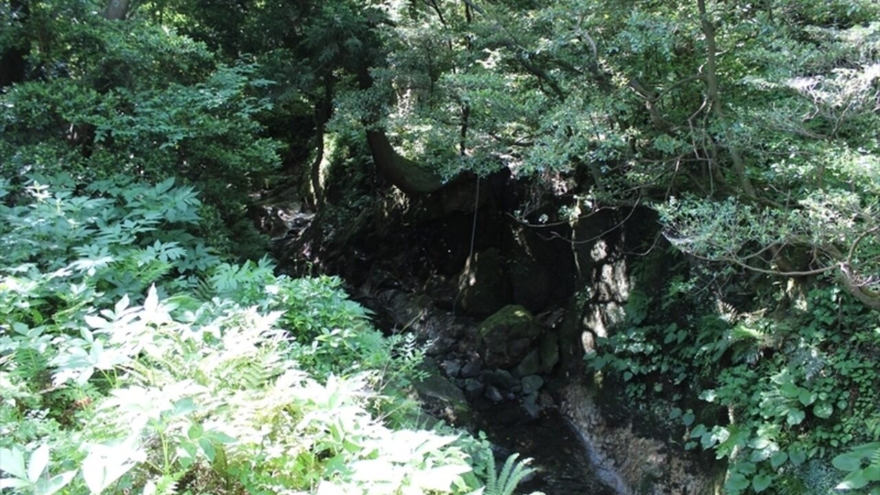 弥彦山 崖松コース 登山コース徹底解説 新潟の山らて 新潟の山らて